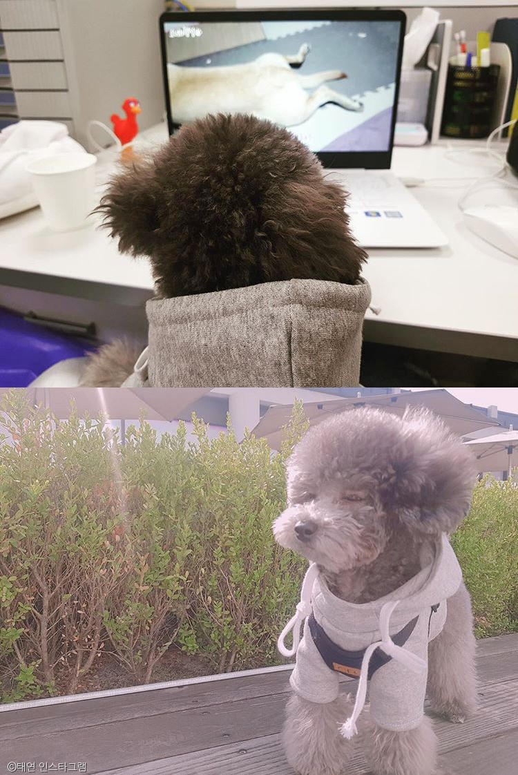 노트펫
