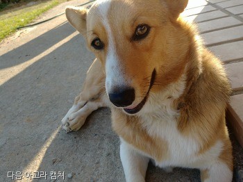 노트펫