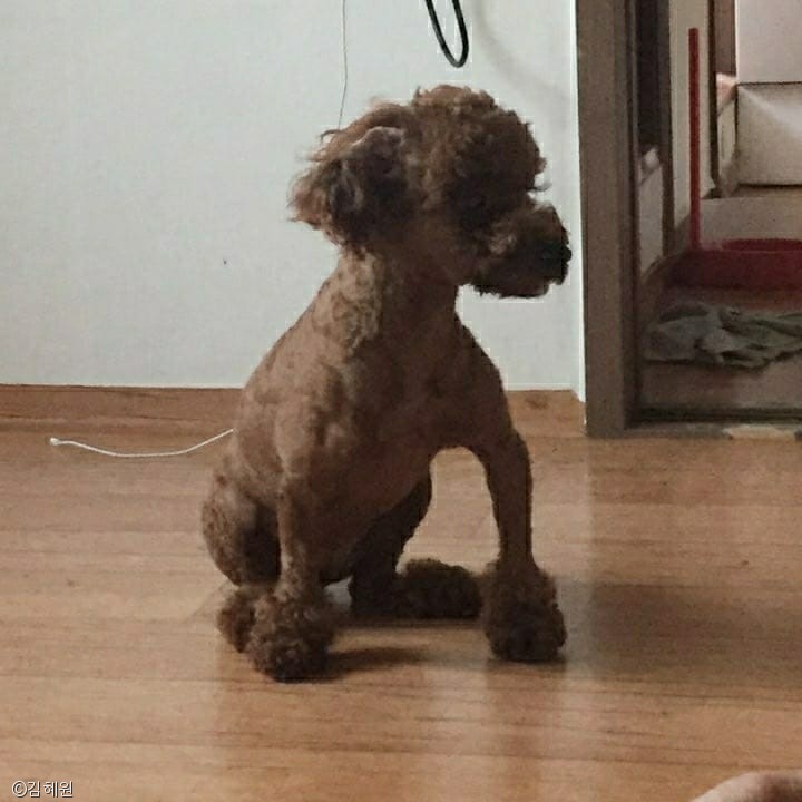 노트펫