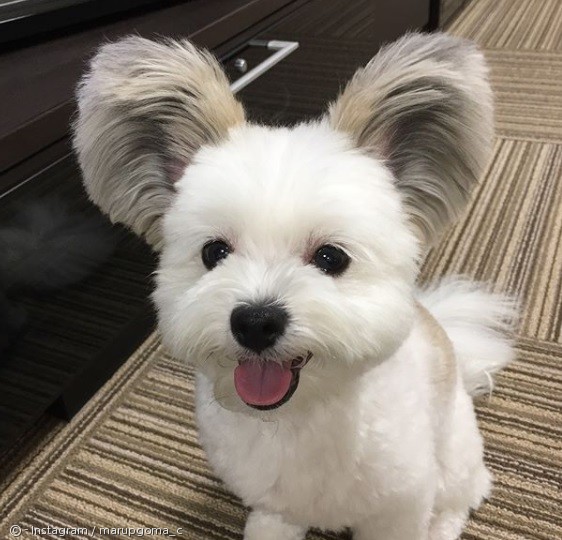노트펫