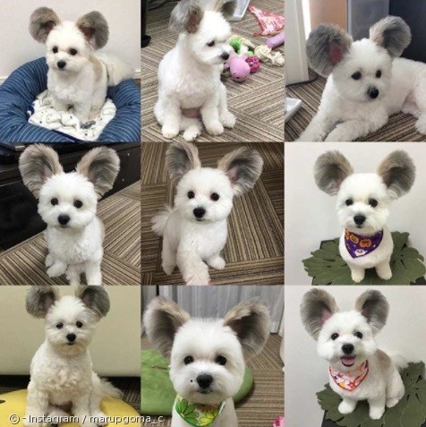 노트펫