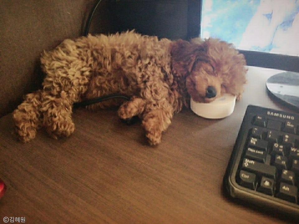 노트펫