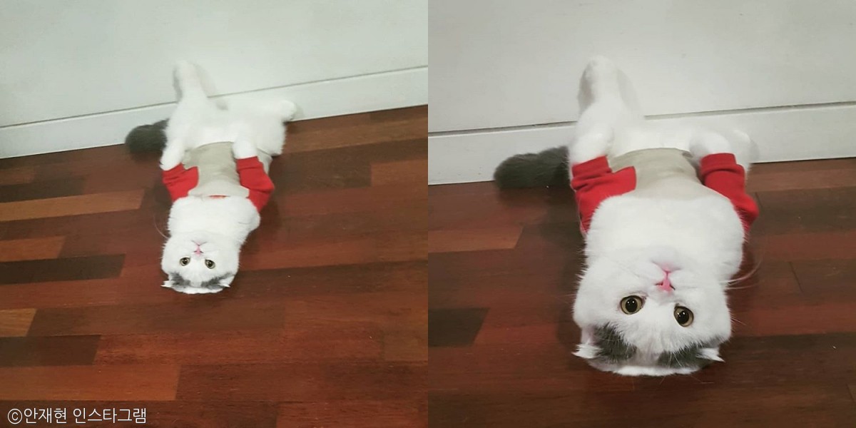 노트펫