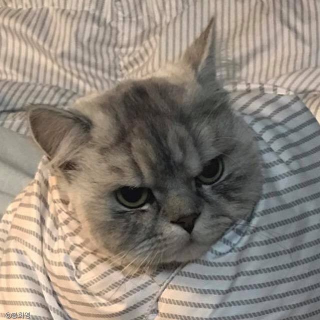 노트펫