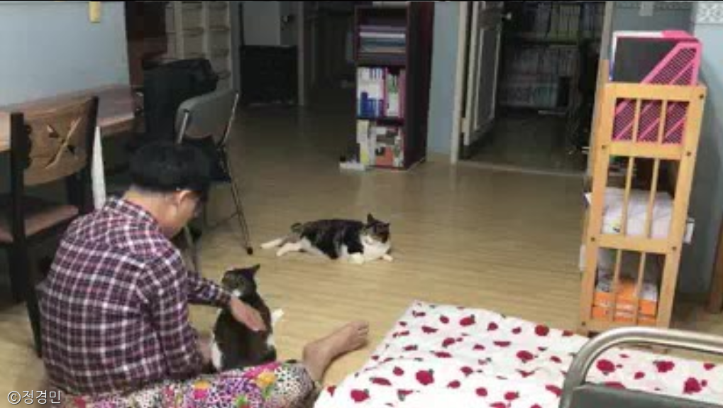 노트펫