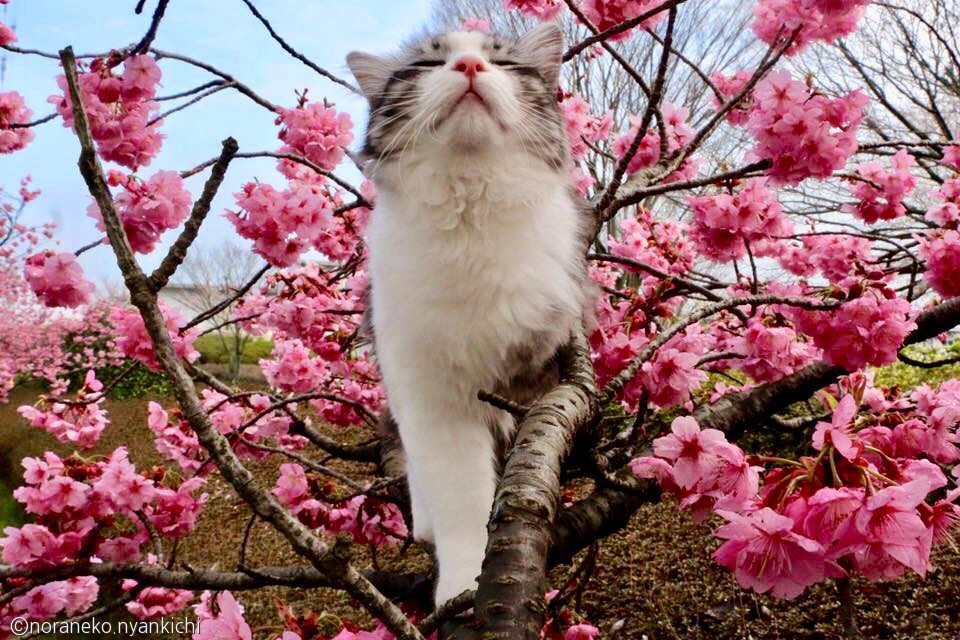 노트펫