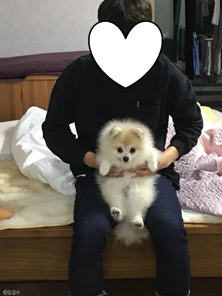 노트펫