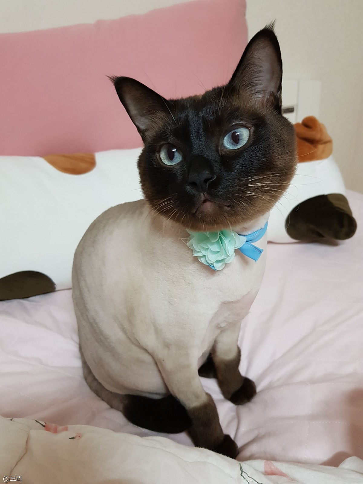노트펫