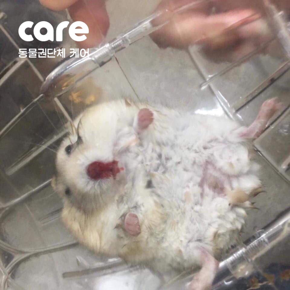 노트펫