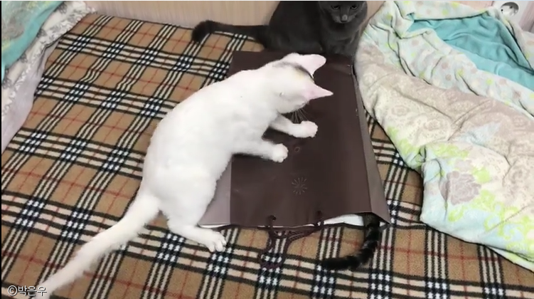 노트펫