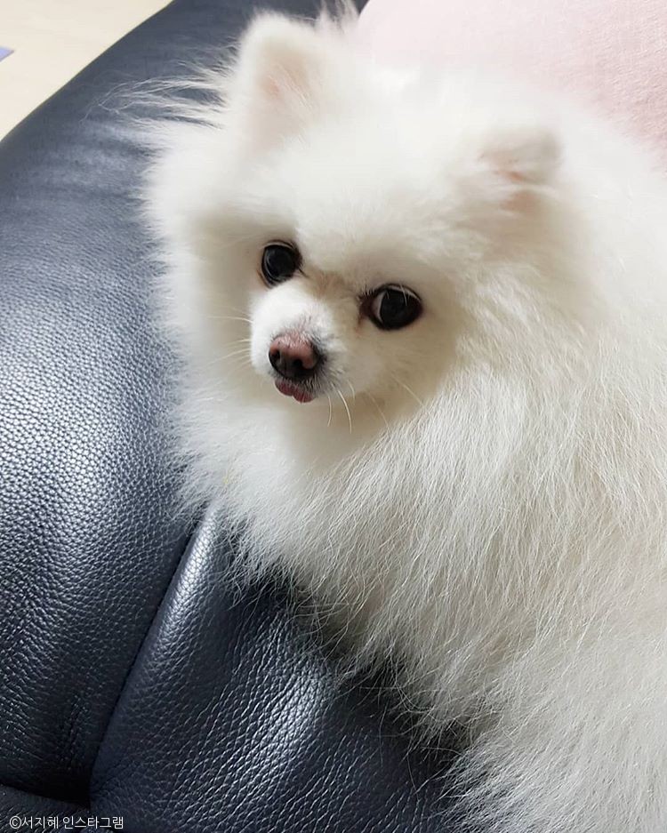 노트펫