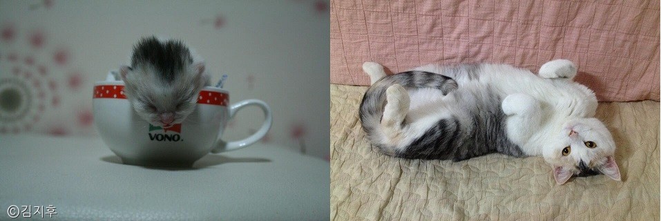 노트펫