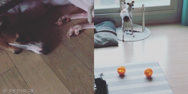 노트펫