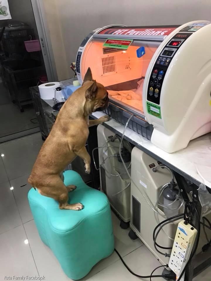 노트펫