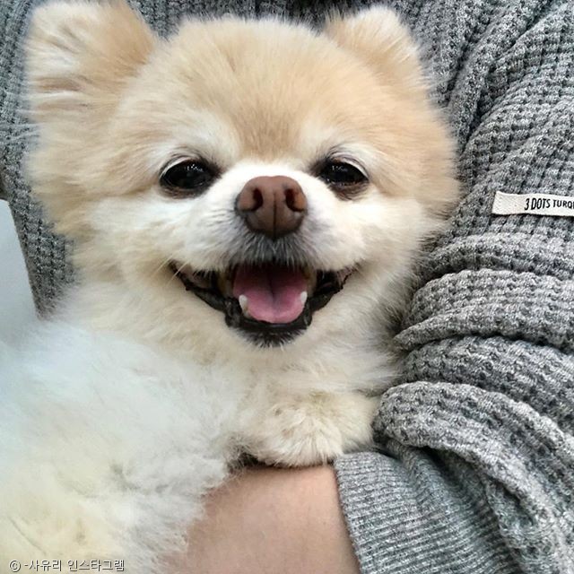 노트펫