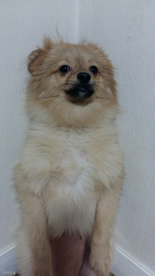 노트펫