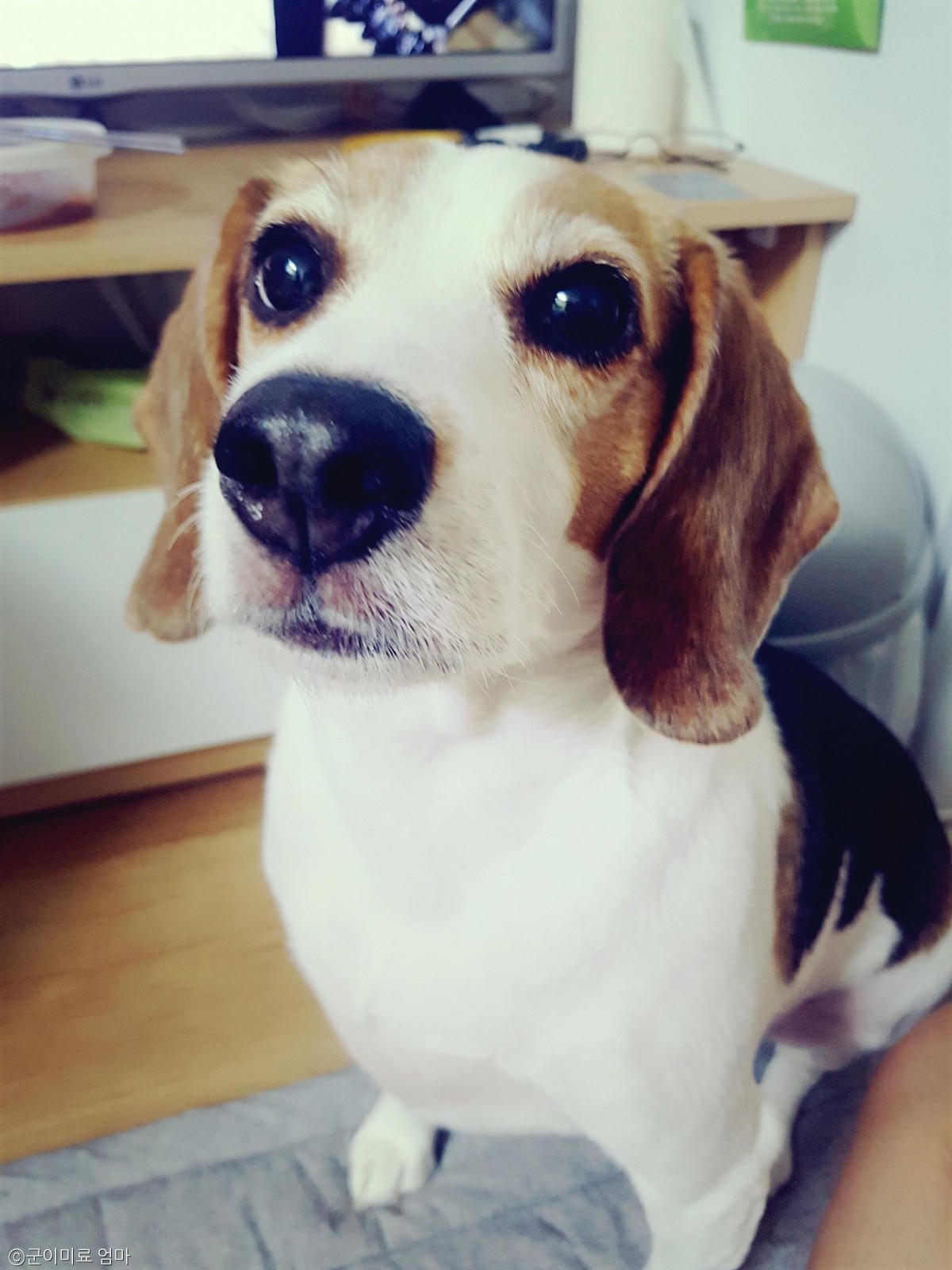 노트펫