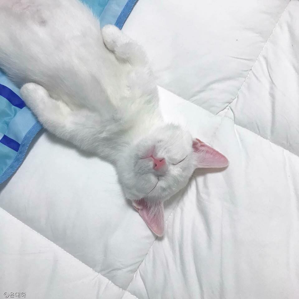 노트펫