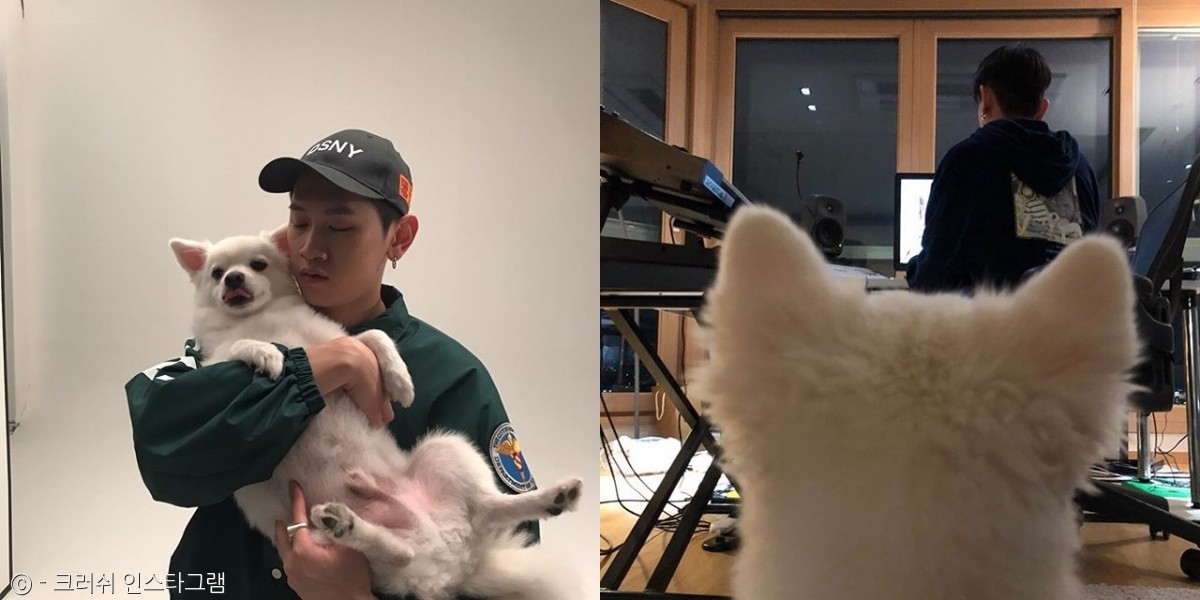 노트펫