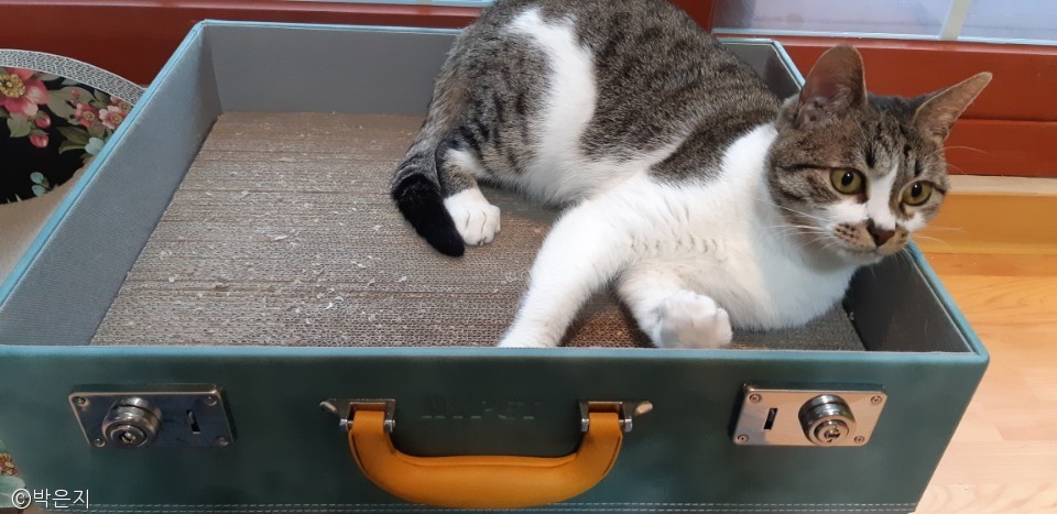 노트펫