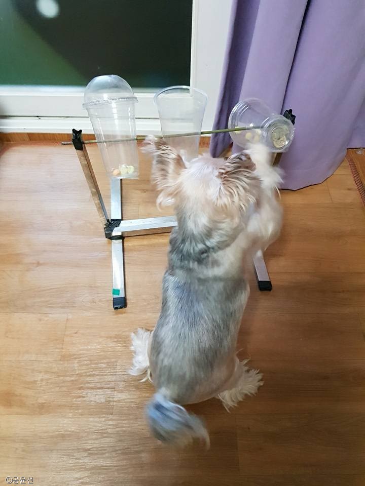 노트펫