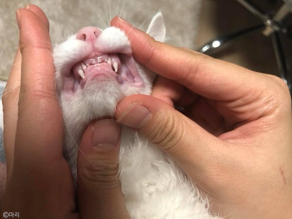 노트펫