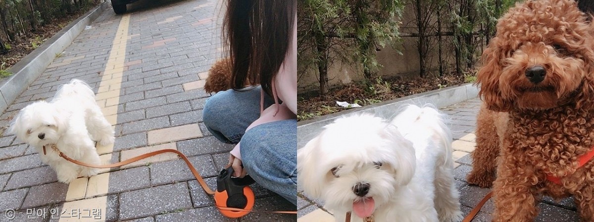 노트펫