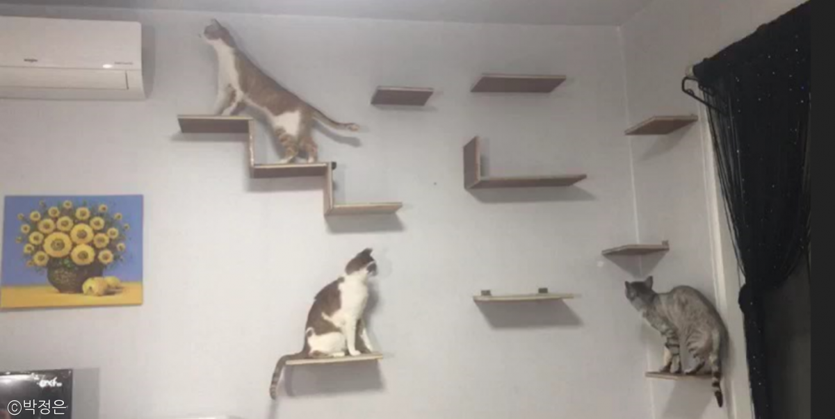 노트펫