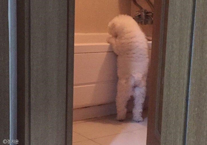노트펫
