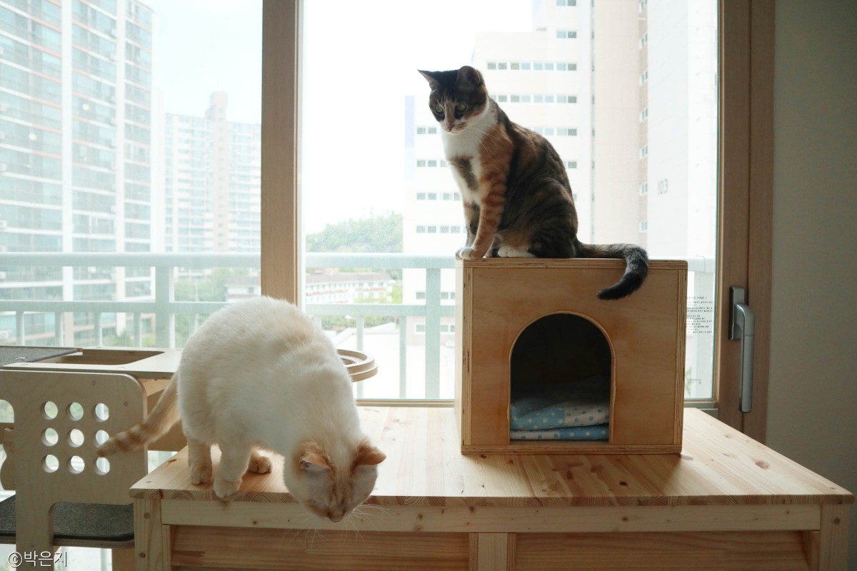 노트펫