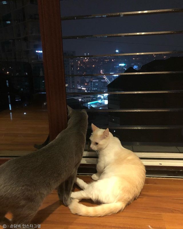 노트펫