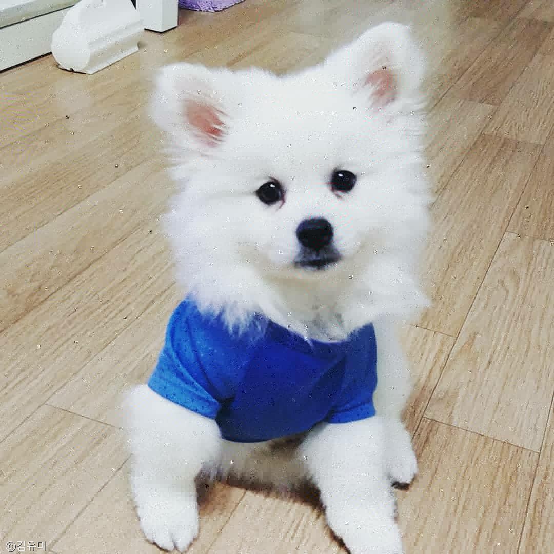 노트펫