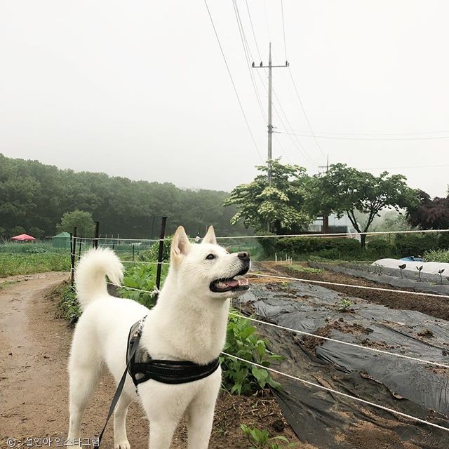 노트펫