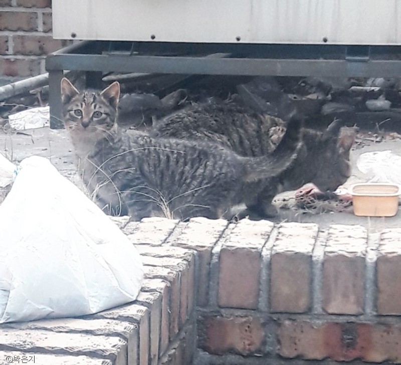 노트펫