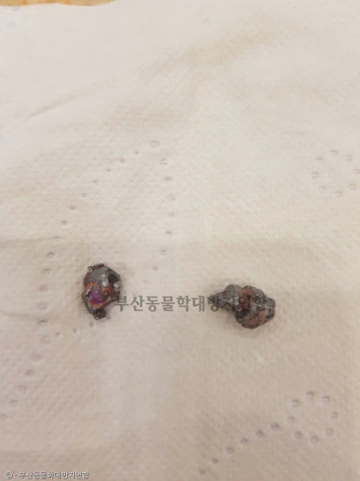 노트펫