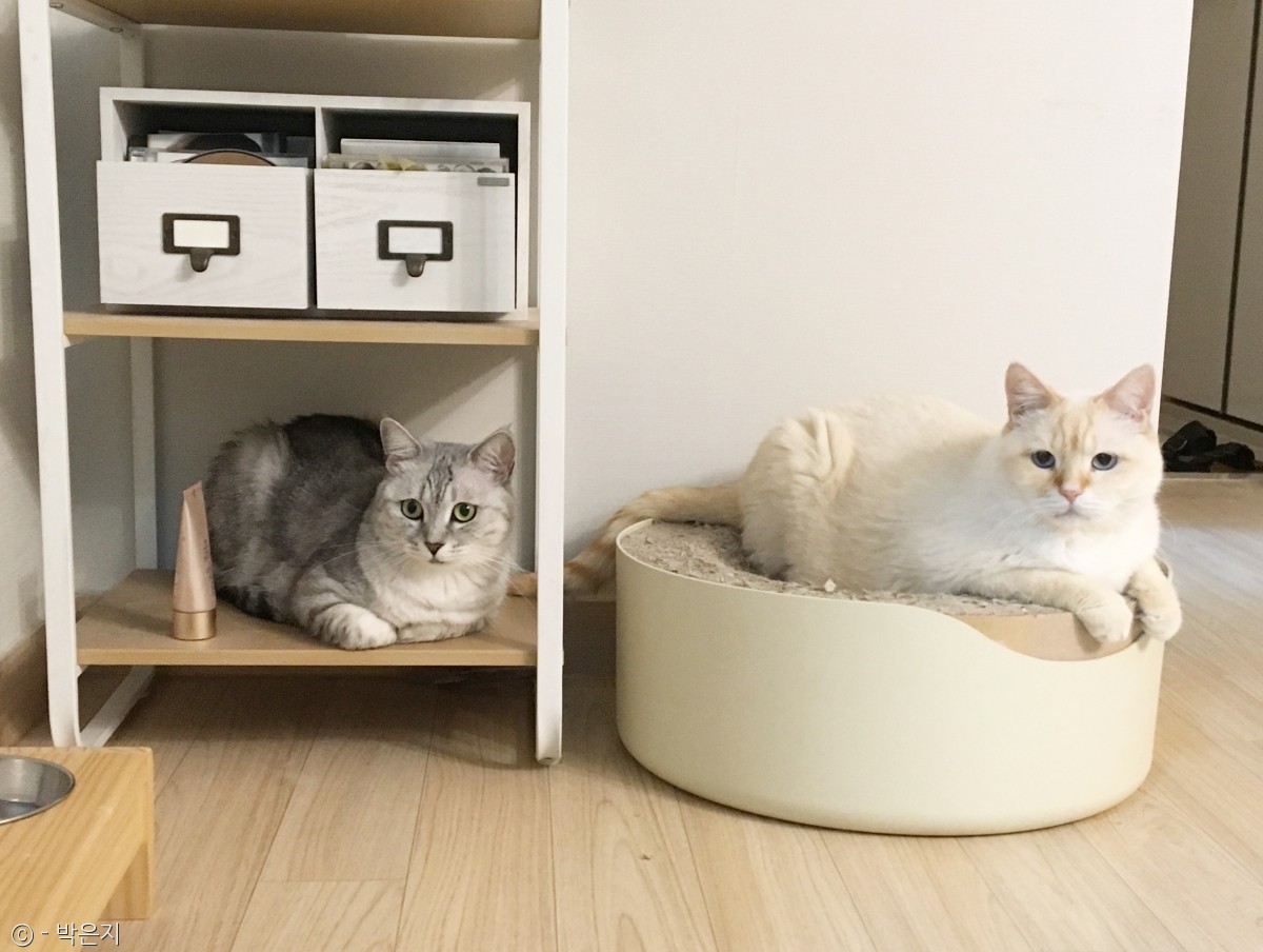 노트펫