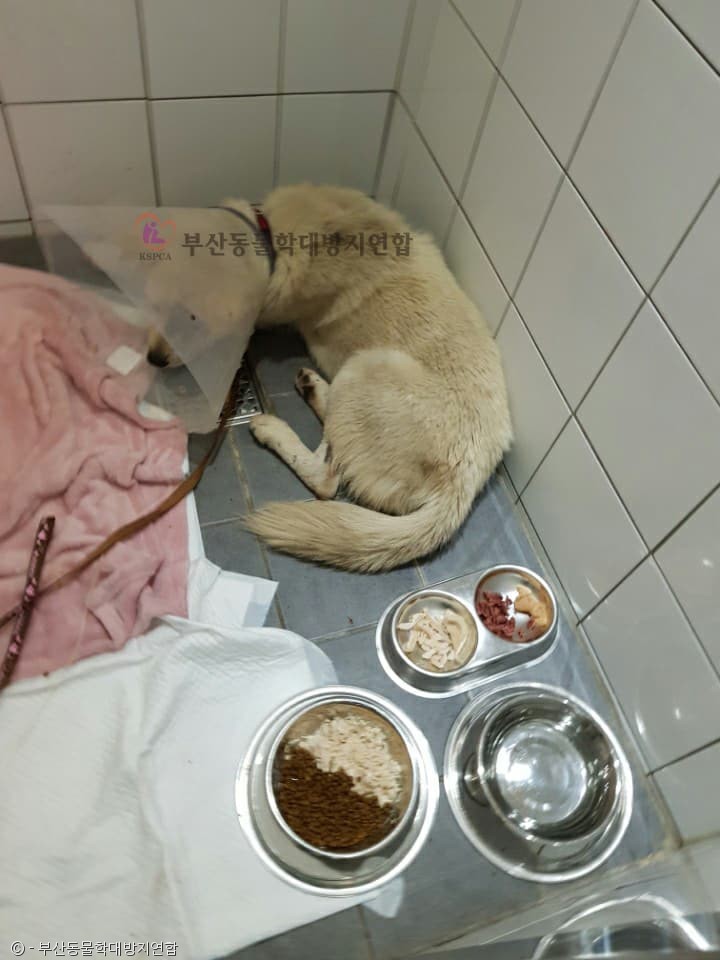 노트펫