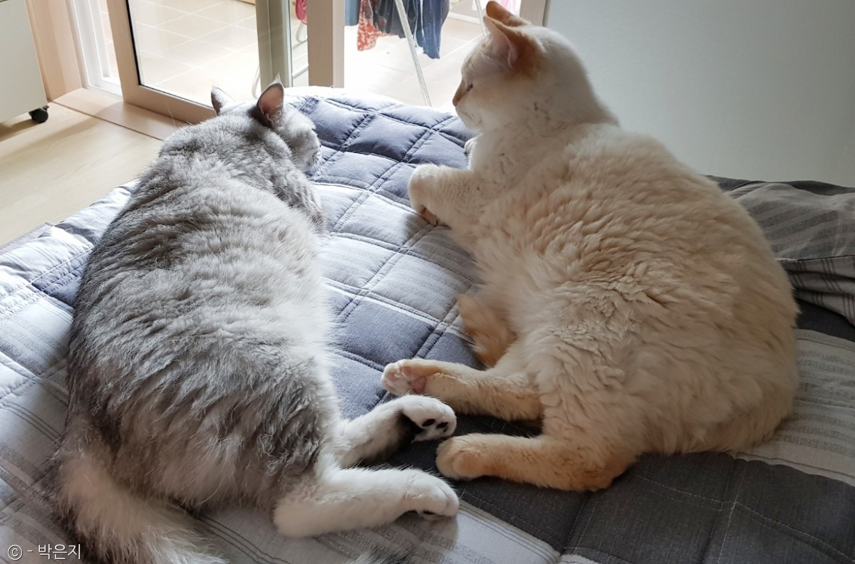 노트펫