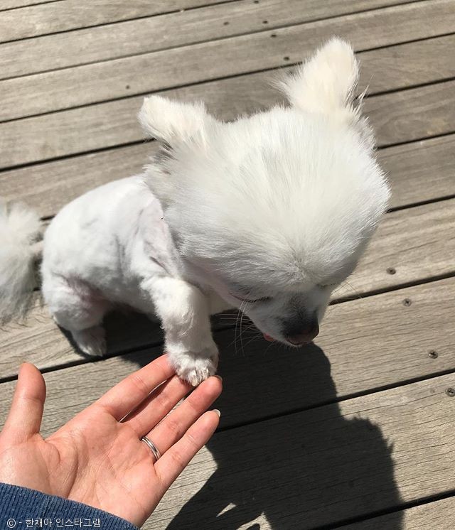 노트펫