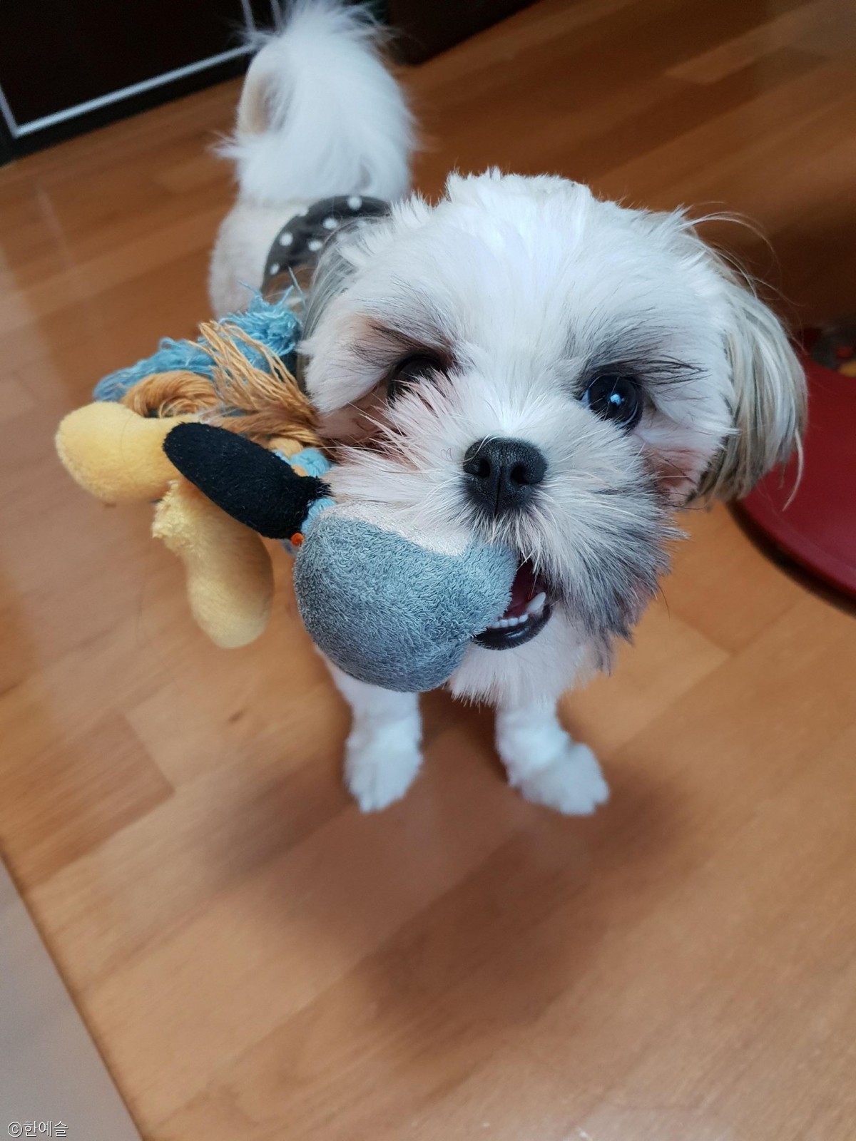노트펫