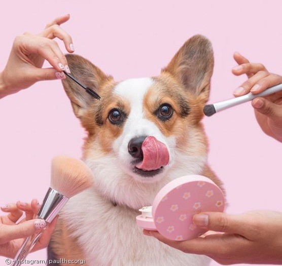 노트펫