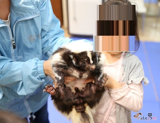 노트펫