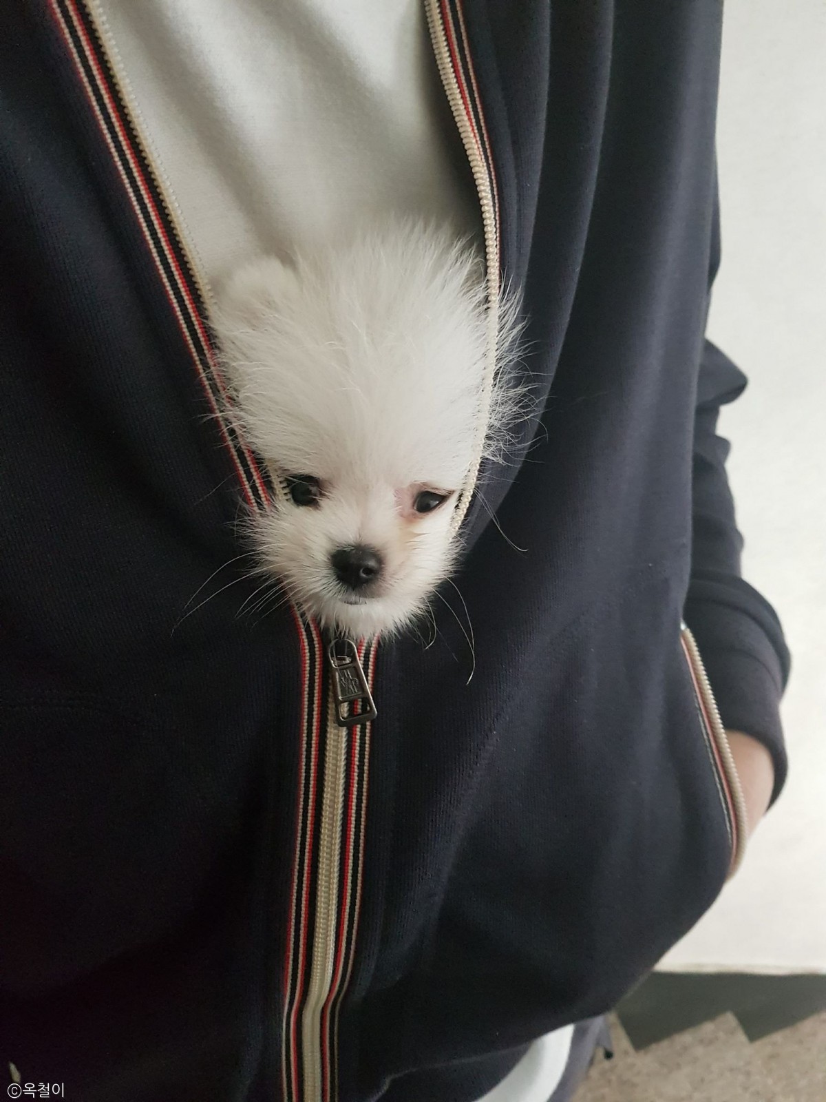 노트펫