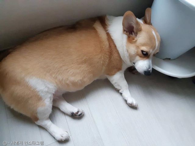노트펫