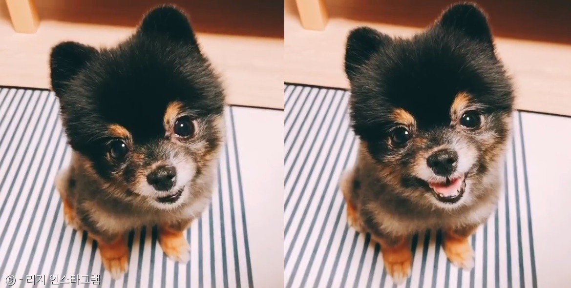 노트펫