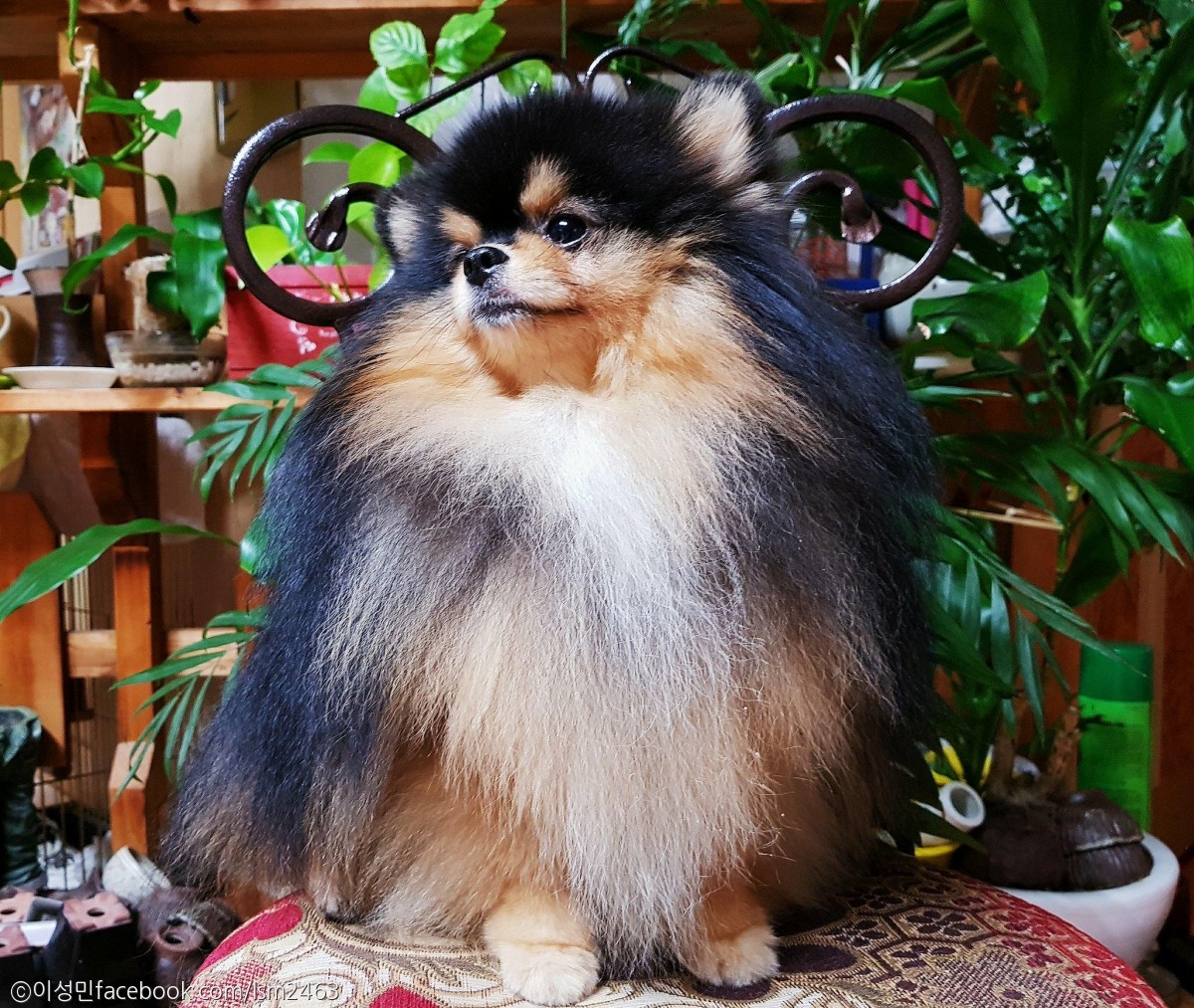 노트펫