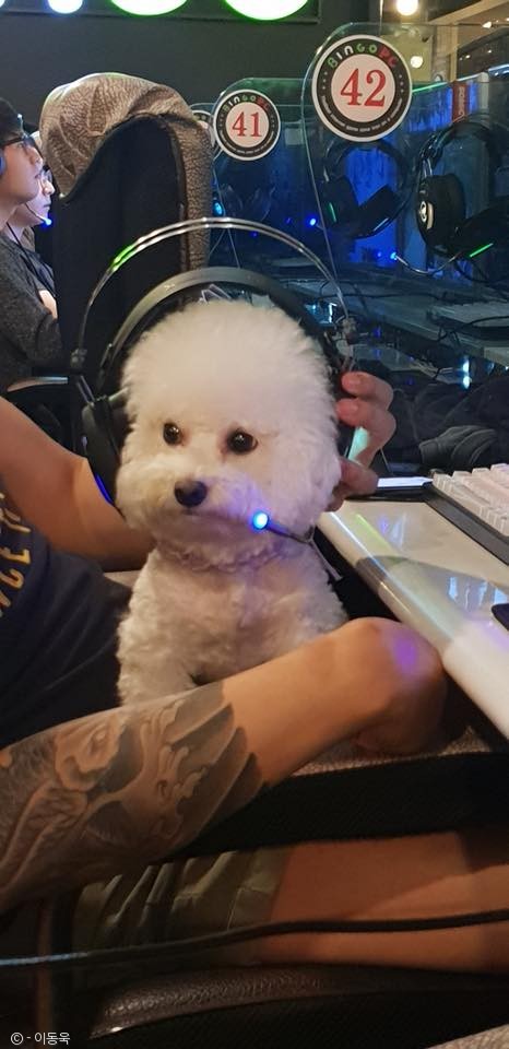 노트펫