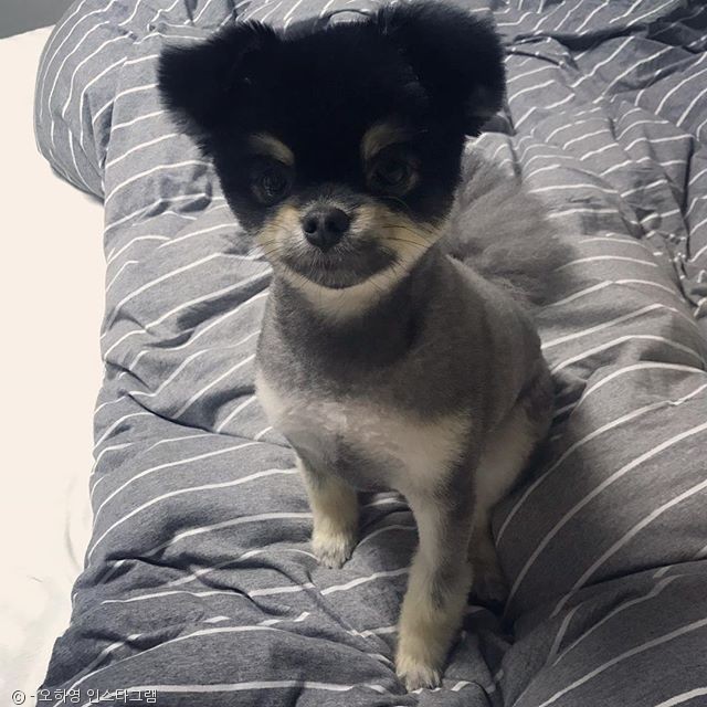 노트펫