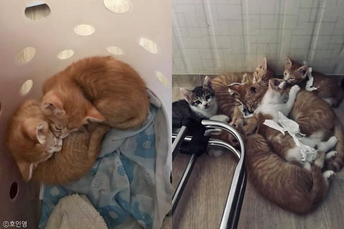 노트펫