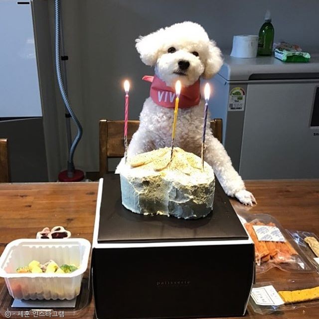 노트펫